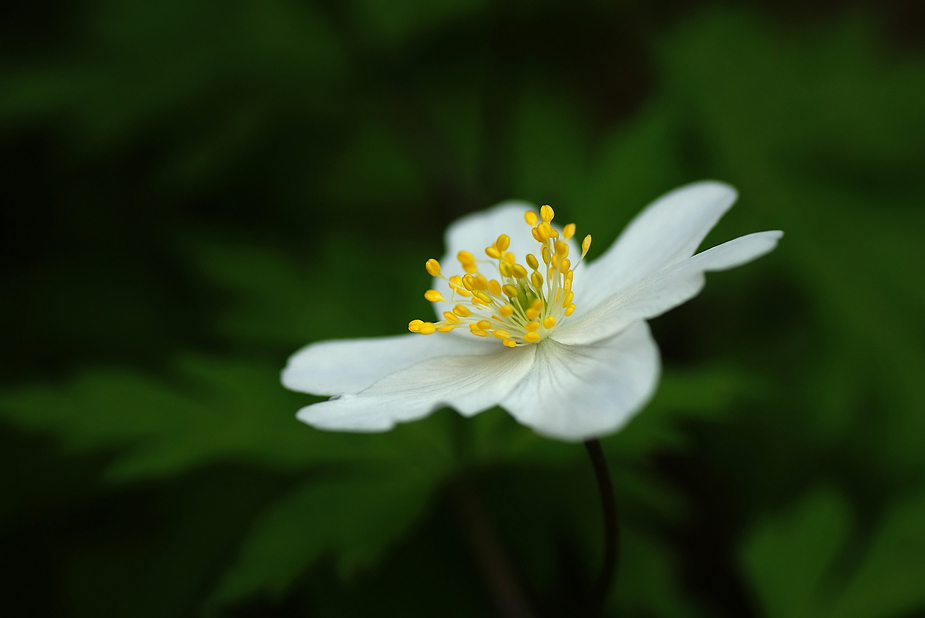 Frühlingsbote