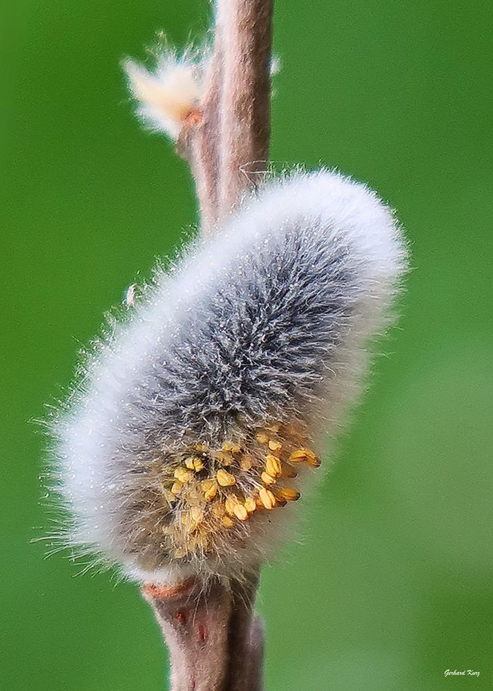 Frühlingsbote