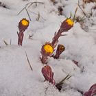 Frühlingsbote - Der Huflattich im Schnee