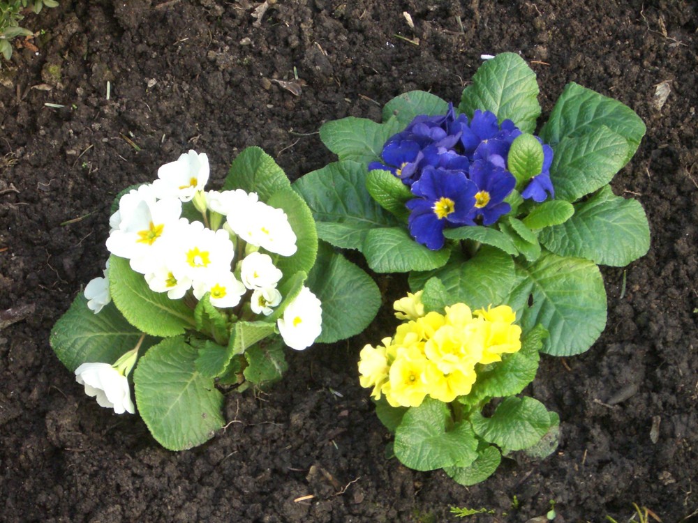 Frühlingsbote Dreifarben Priemeln