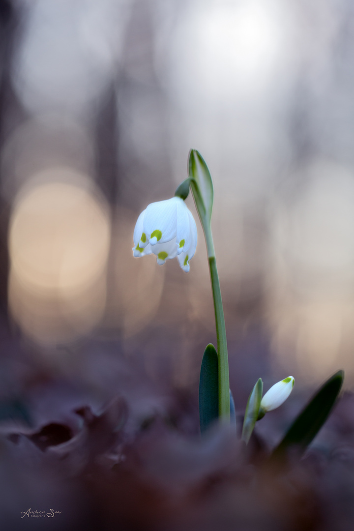 Frühlingsbote