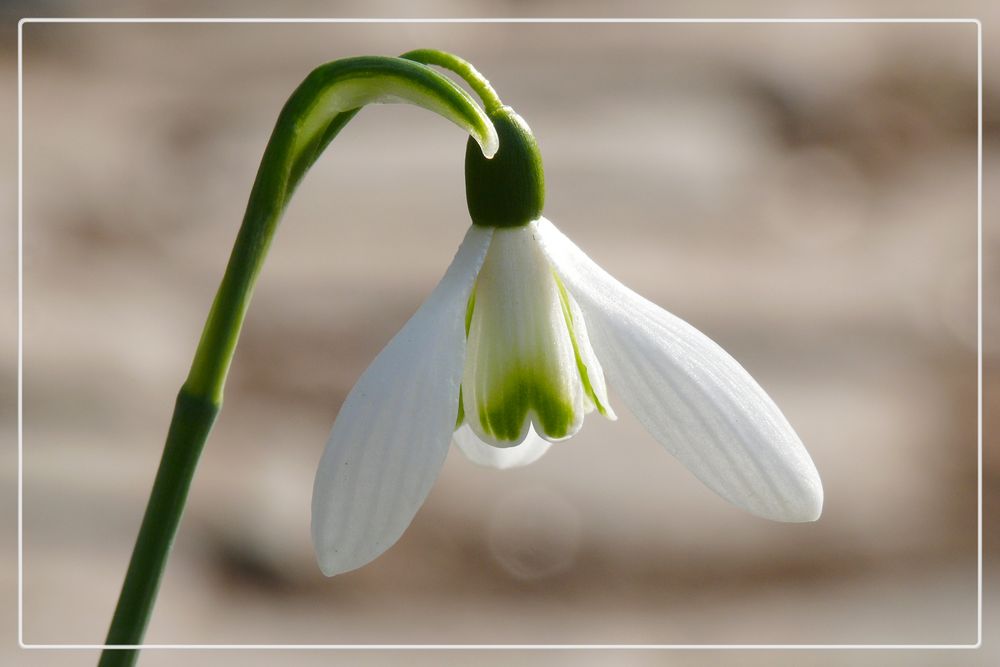 Frühlingsbote