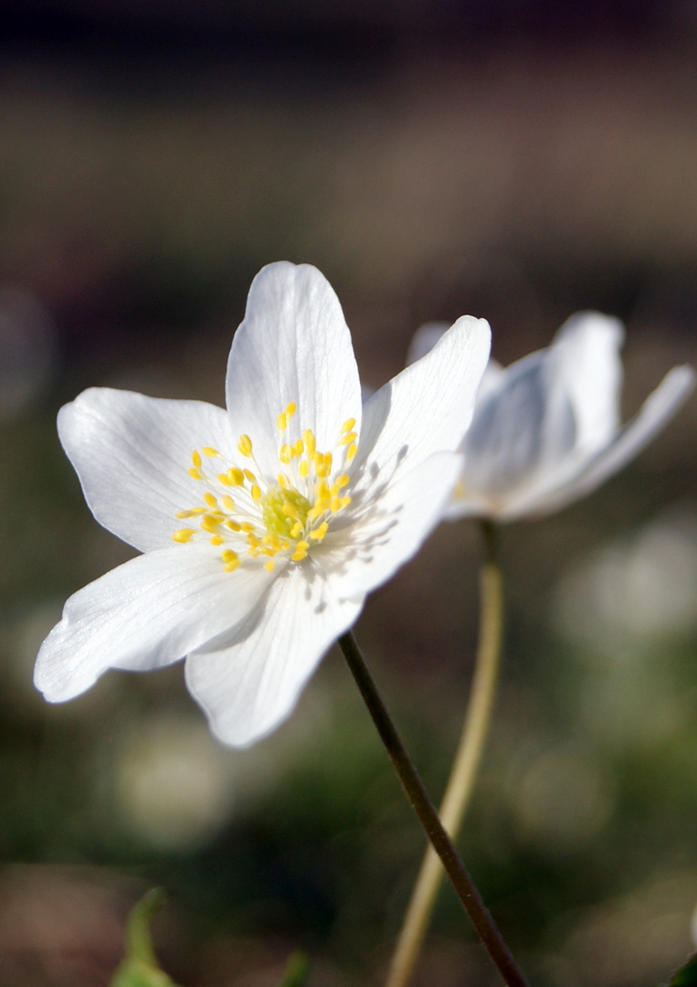 Frühlingsbote