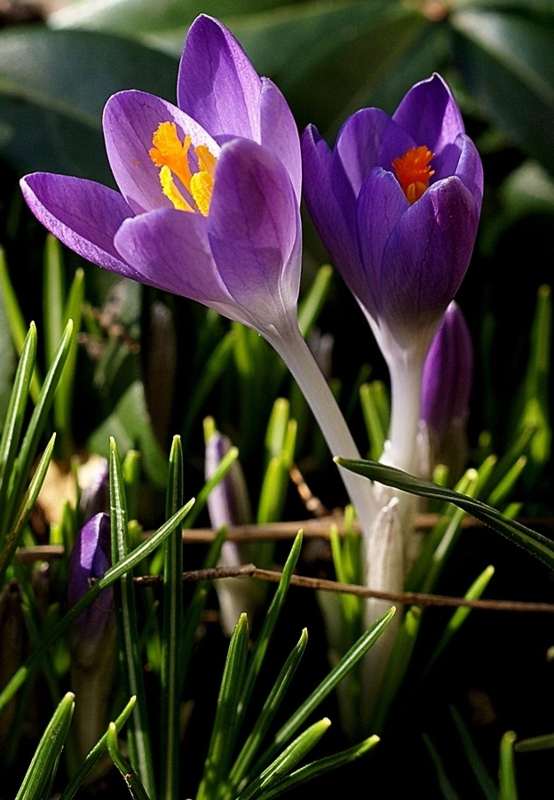 Frühlingsbote