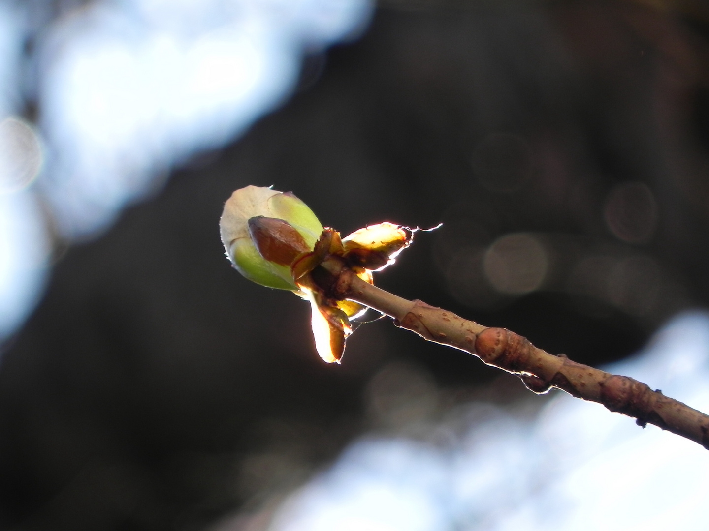 Frühlingsbote