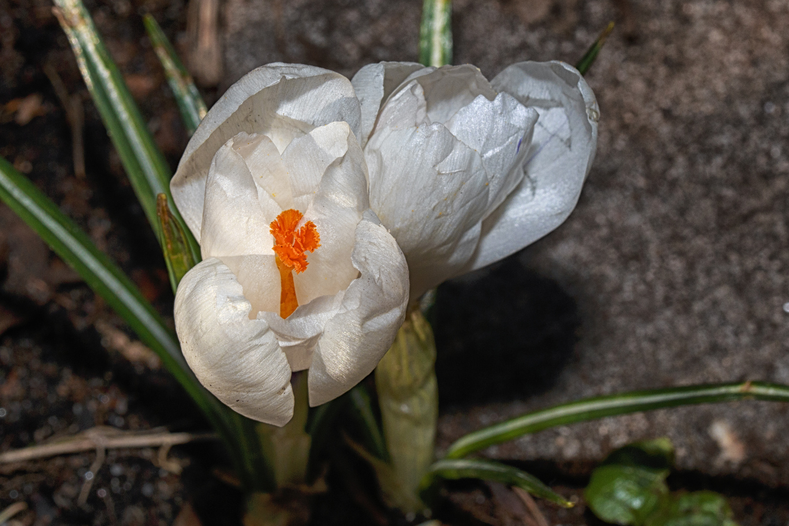 Frühlingsbote  FrühBlü  004 ( d-Natur-2017)