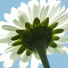 Frühlingsbote Gänseblümchen - Untersicht