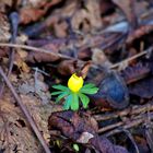 Frühlingsbote im Februar