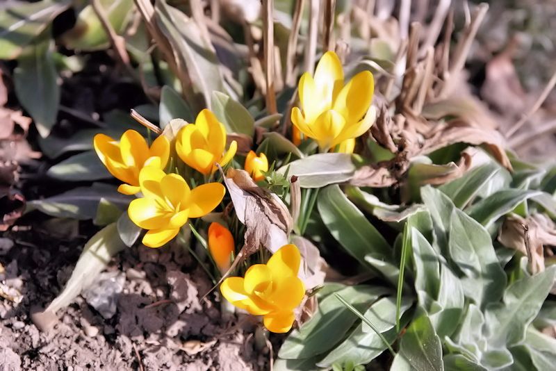 Frühlingsbote im gelben Kleidchen