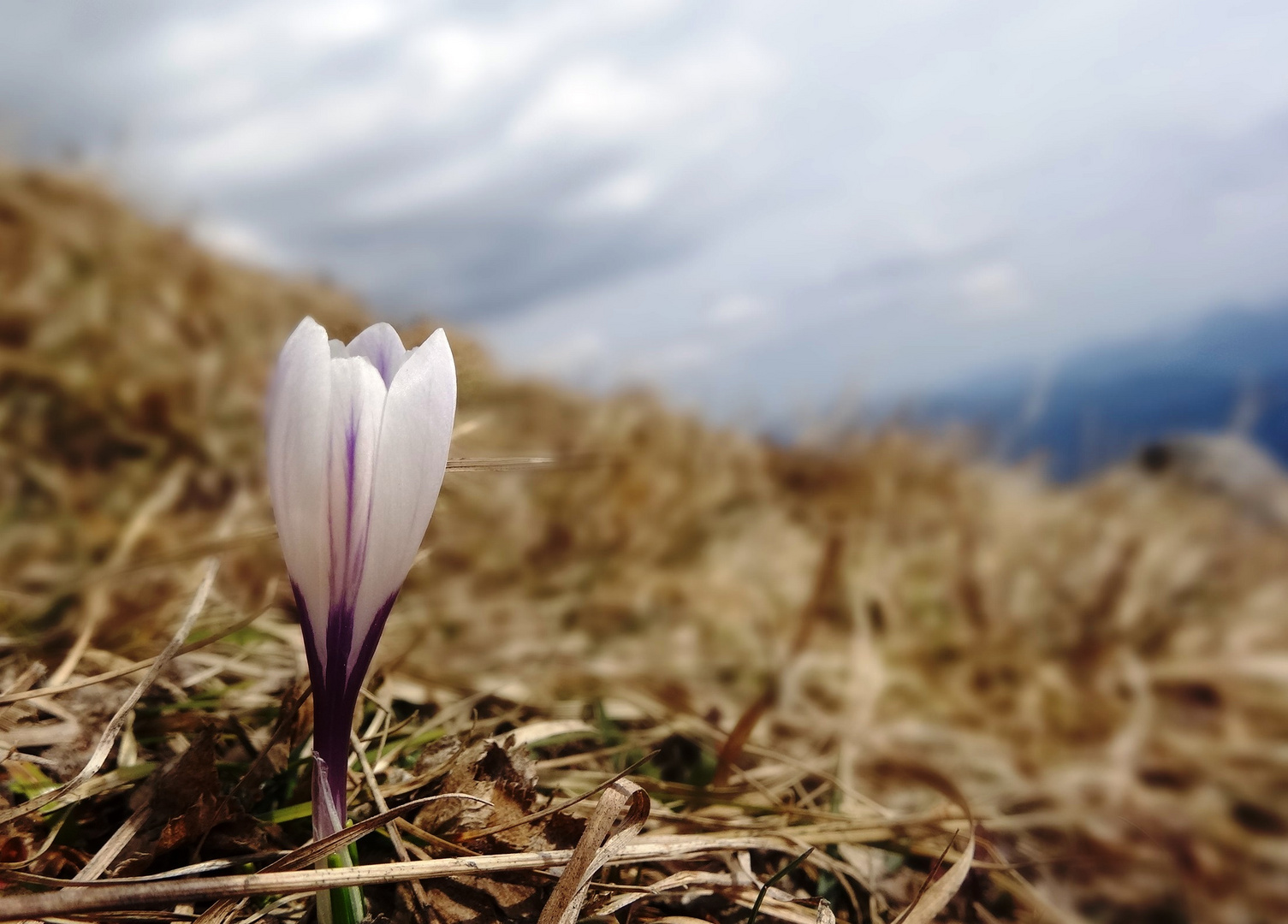 Frühlingsbote im Hochgebirge