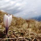 Frühlingsbote im Hochgebirge