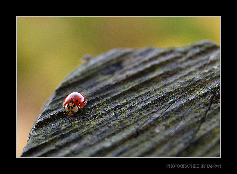 Frühlingsbote im November