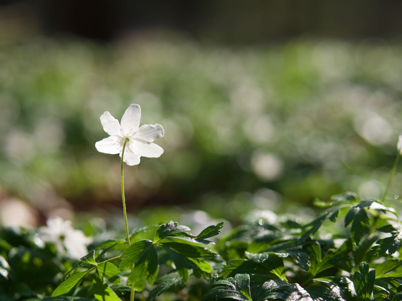 Frühlingsbote im Wald