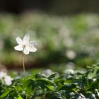 Frühlingsbote im Wald