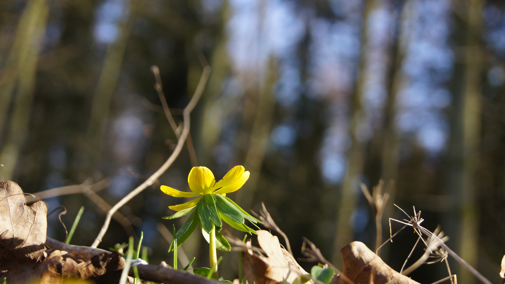 Frühlingsbote im Wald