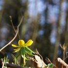 Frühlingsbote im Wald