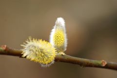 Frühlingsbote im Winterpelz