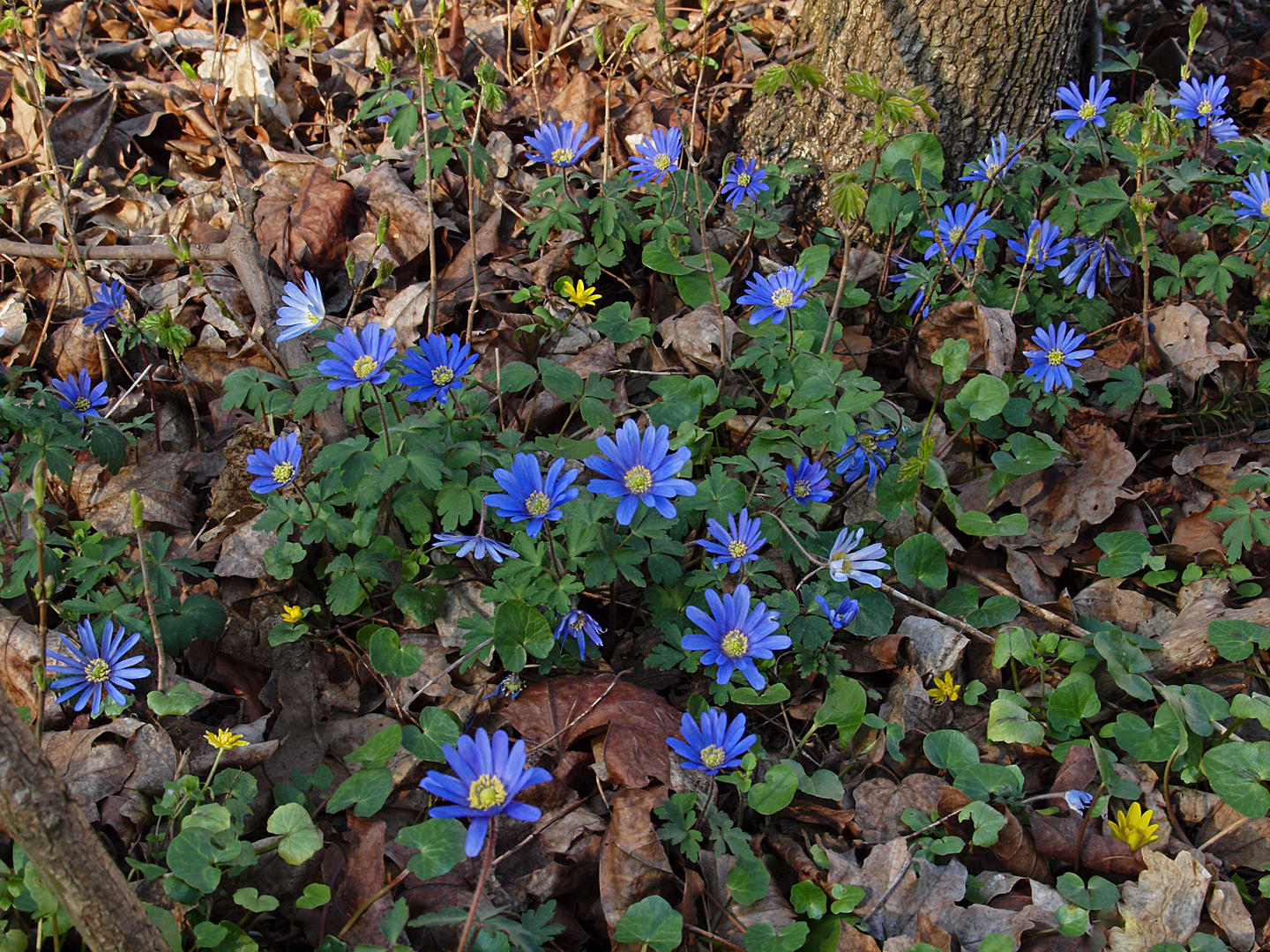 Frühlingsbote in BLAU