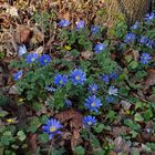 Frühlingsbote in BLAU