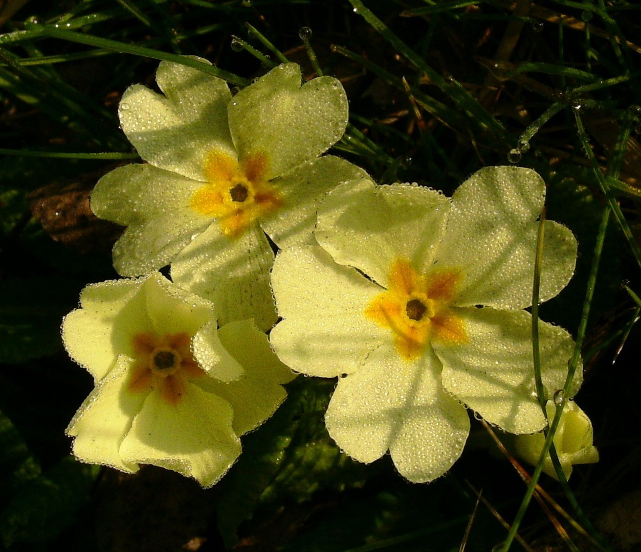 Frühlingsbote in der Wiese gefunden