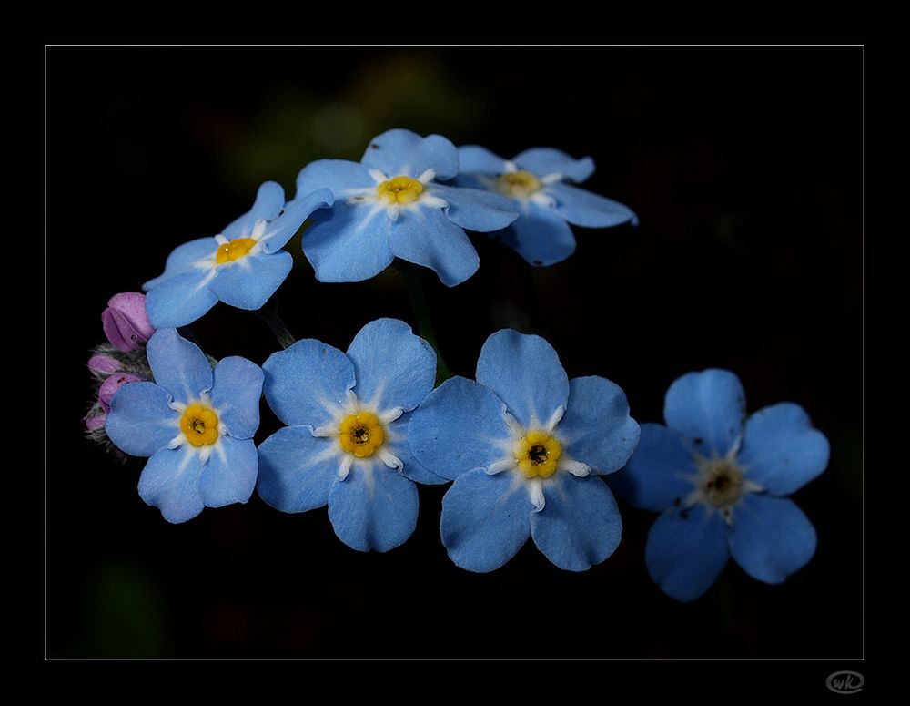 Frühlingsbote in Hellblau