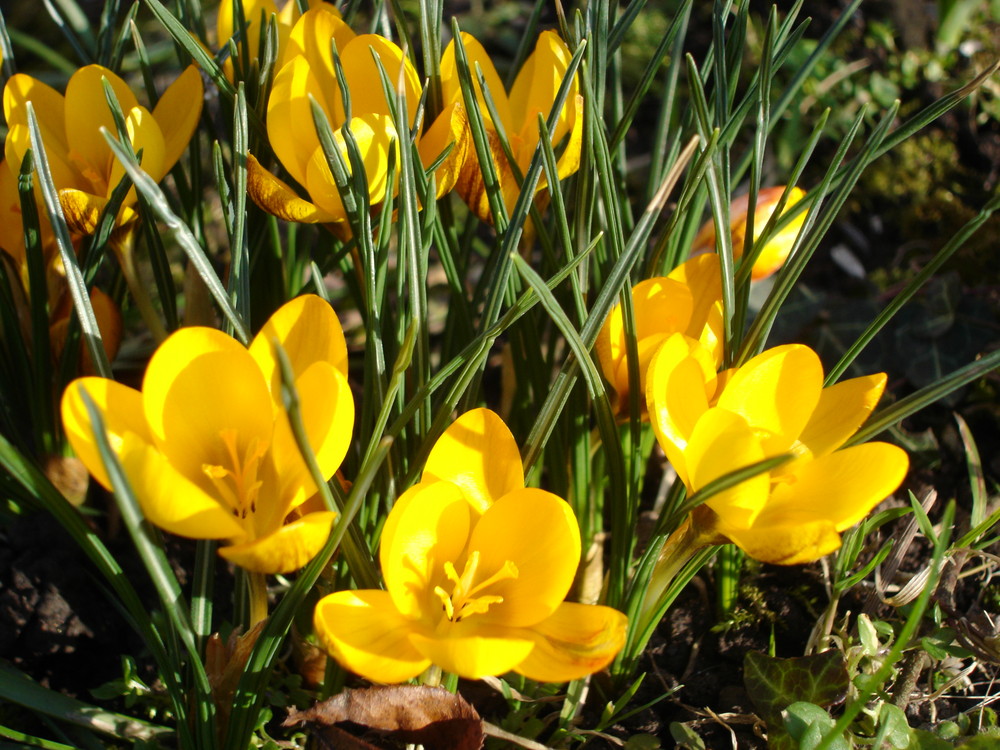 Frühlingsbote in Mutter's Garten