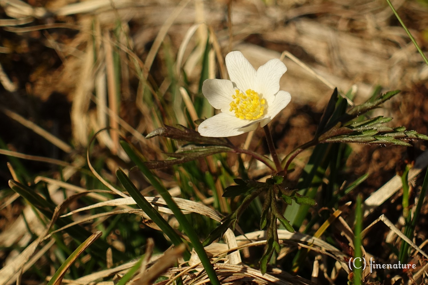 Frühlingsbote IV