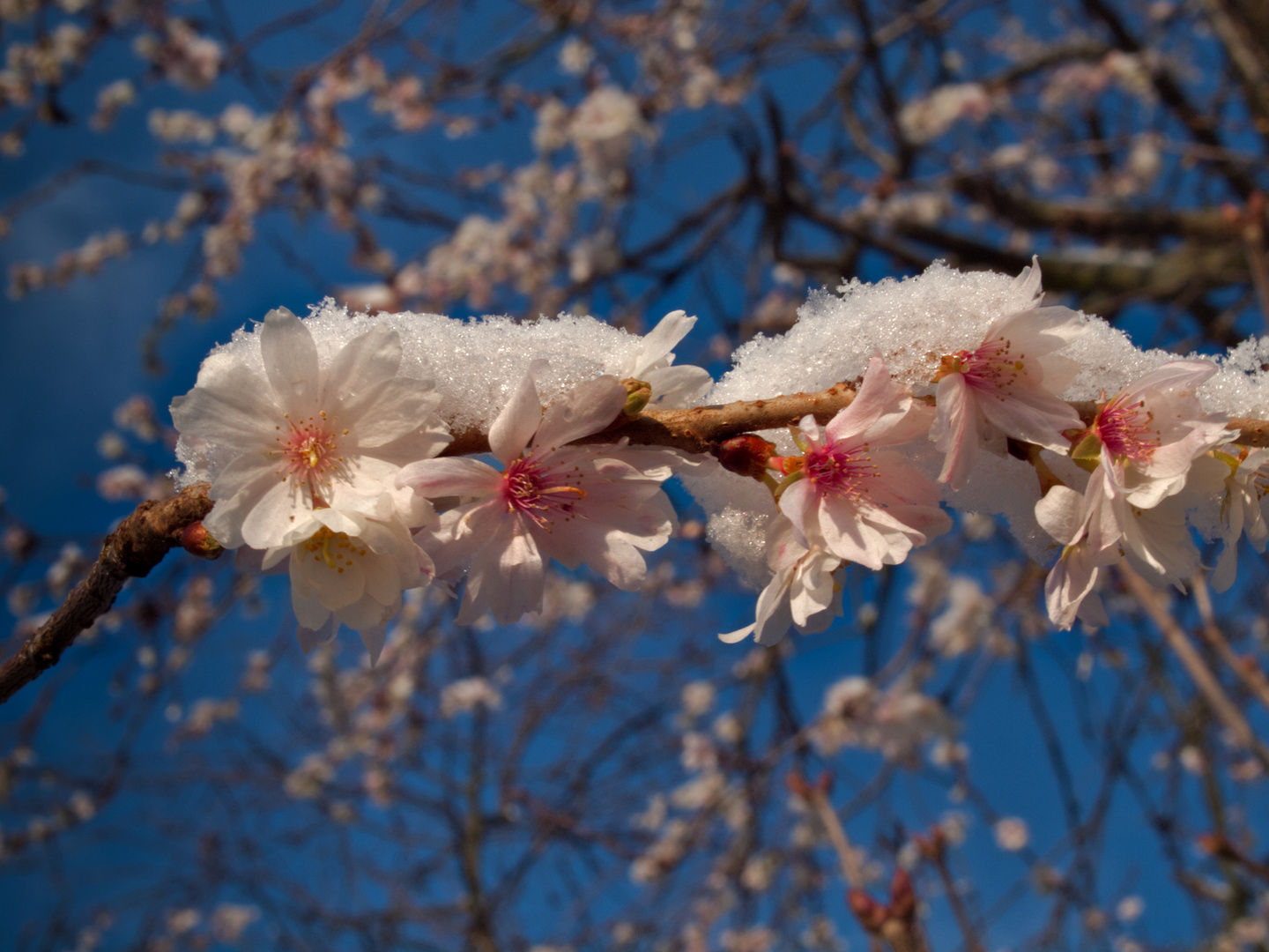 Frühlingsbote  - Kirschenblüte mit Schnee