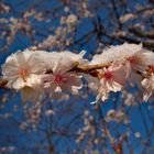 Frühlingsbote  - Kirschenblüte mit Schnee