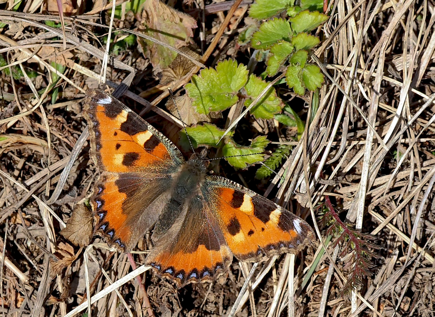 Frühlingsbote: Kleiner Fuchs (Aglais urticae)! - La Petite tortue annonce déjà le printemps! 