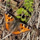 Frühlingsbote: Kleiner Fuchs (Aglais urticae)! - La Petite tortue annonce déjà le printemps! 