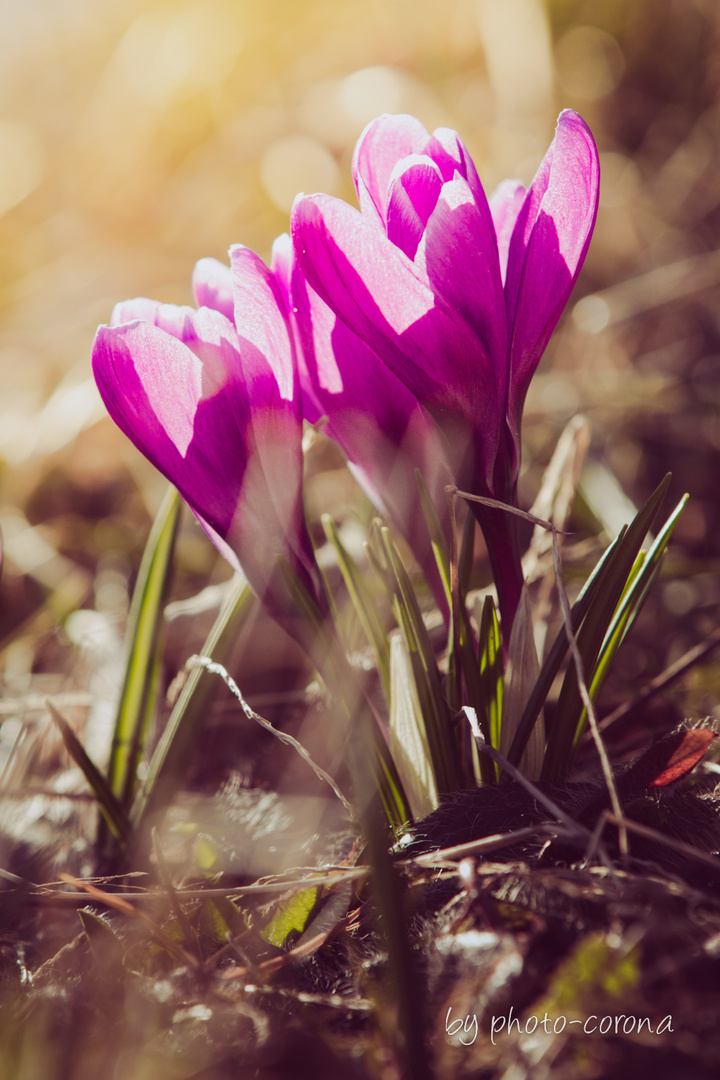 Frühlingsbote Krokus