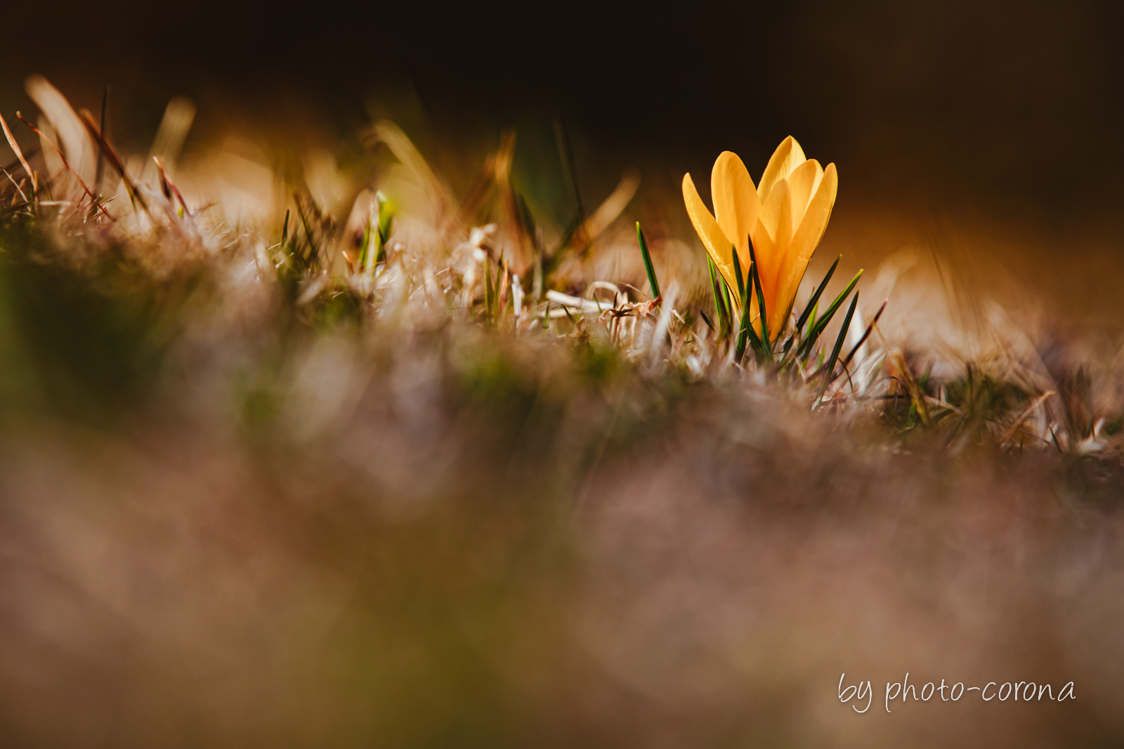 Frühlingsbote Krokus