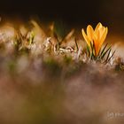 Frühlingsbote Krokus