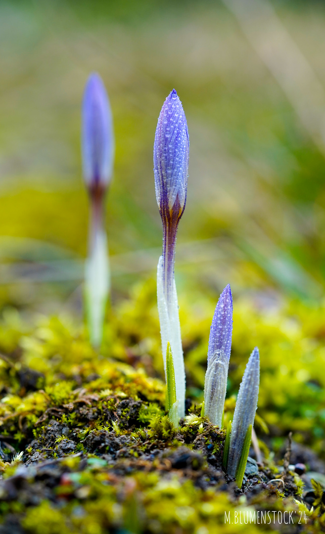 Frühlingsbote Krokus