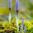 Frühlingsbote Krokus