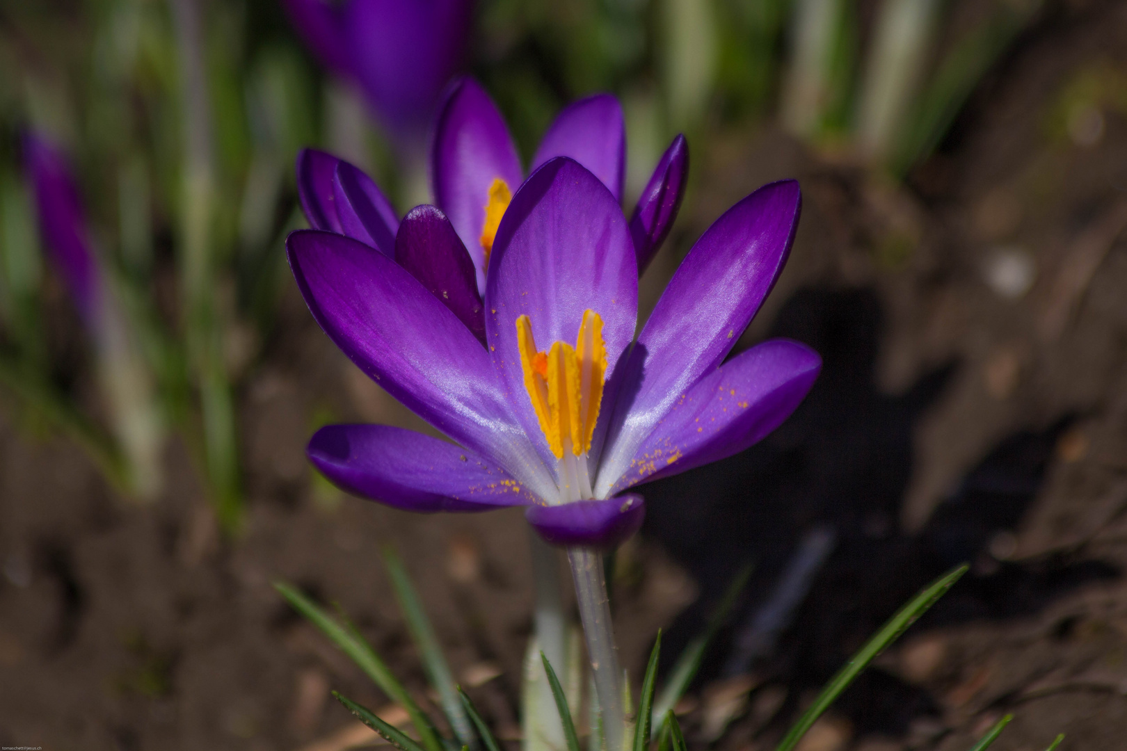 Frühlingsbote Krokus