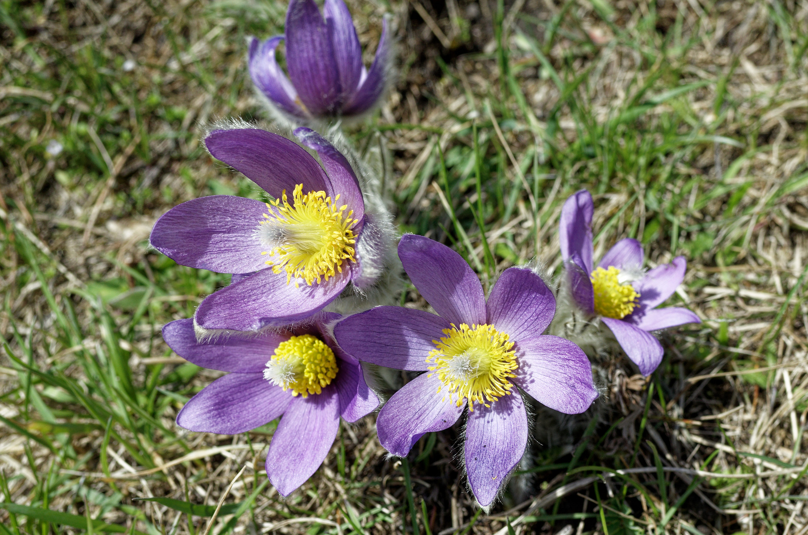 Frühlingsbote Kuschelle