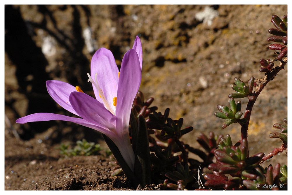 Frühlingsbote Lichtblume (Bulbocodium vernum)