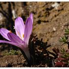 Frühlingsbote Lichtblume (Bulbocodium vernum)