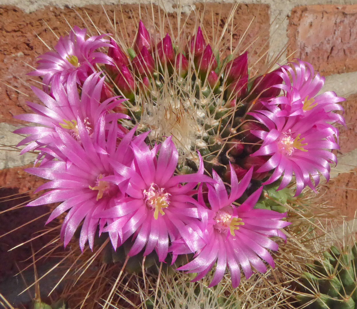 Frühlingsbote (Mammillaria)