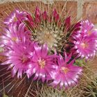 Frühlingsbote (Mammillaria)