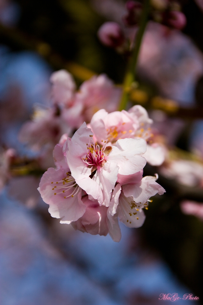 Frühlingsbote - Mandelblüte