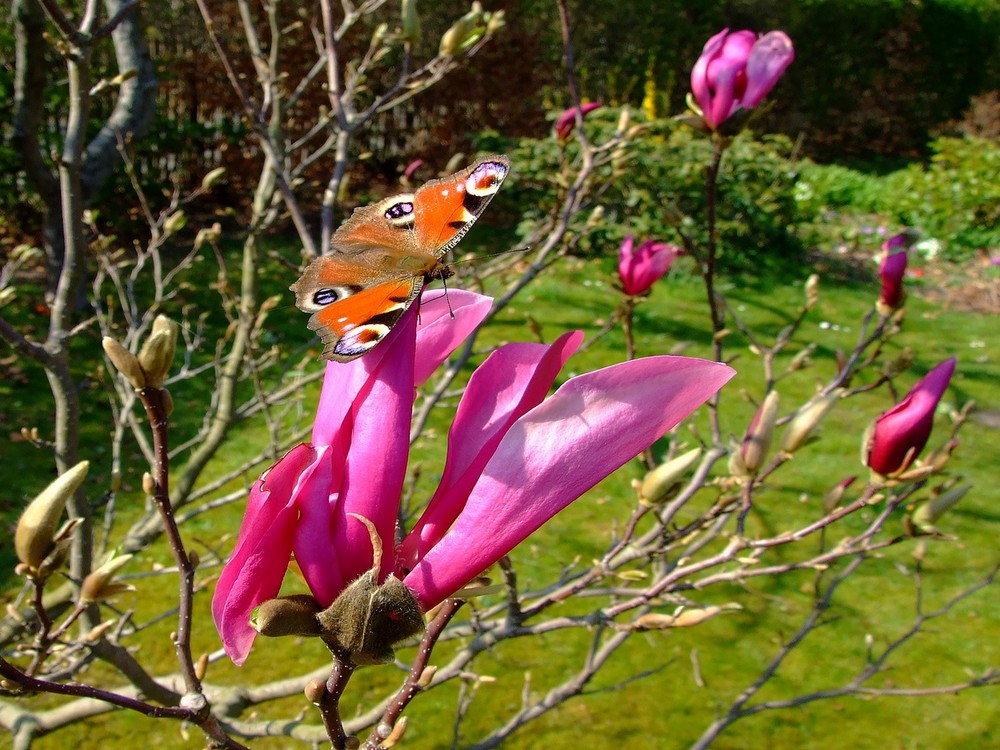 Frühlingsbote (Messager du printemps)