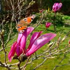 Frühlingsbote (Messager du printemps)