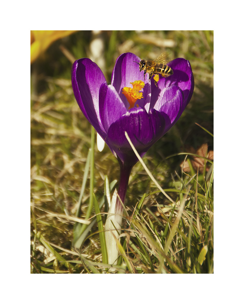 Frühlingsbote mit Besucher