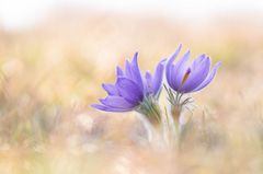 Frühlingsbote *Pulsatilla grandis*