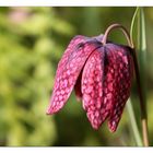 "Frühlingsbote: Schachblume"