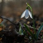 Frühlingsbote Schneeglöckchen