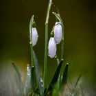 Frühlingsbote Schneeglöcken im Regen 